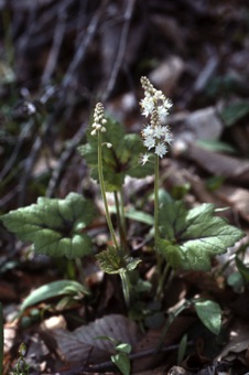 Tiarella cordifolia